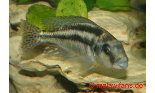 Cheilochromis euchilus